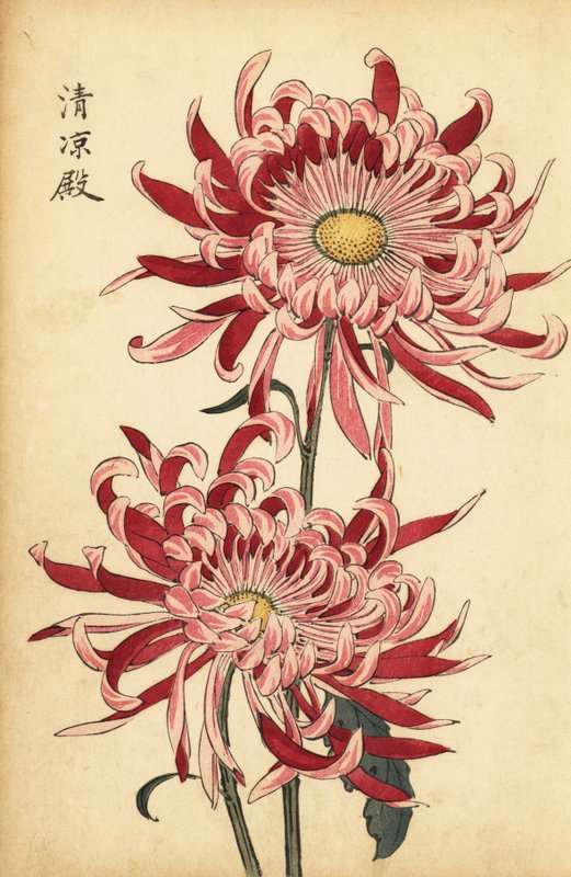 Keika_Hasegawa_-