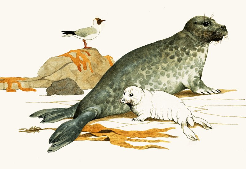 Female Grey Seal with Pup by Kenneth Lilly