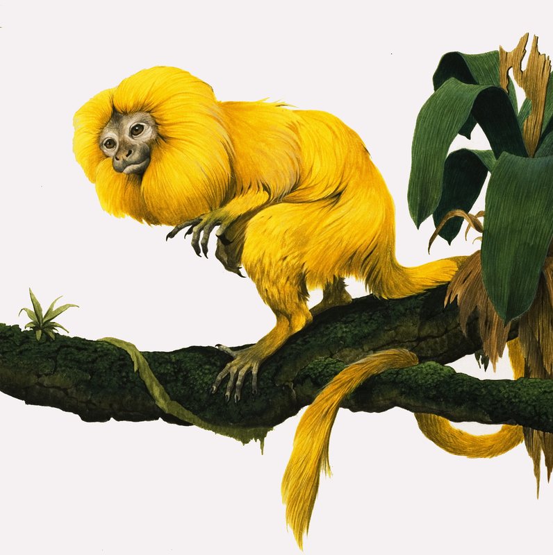 M for Marmoset by Kenneth Lilly