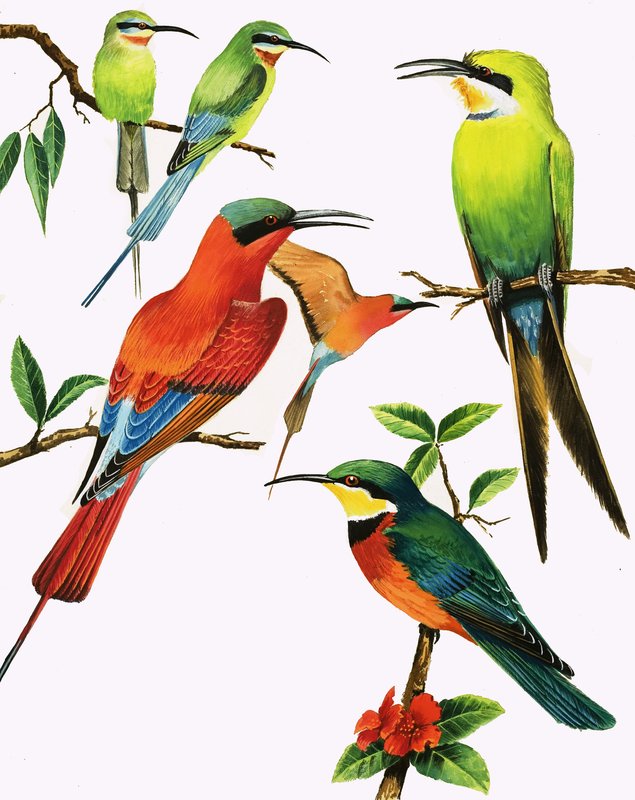 Unidentified Birds Montage by Kenneth Lilly