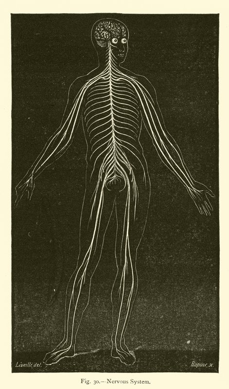 Nervous System by Leveille