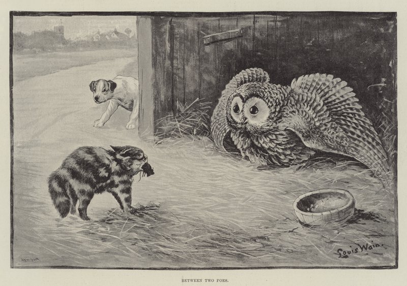 Between Two Foes by Louis Wain