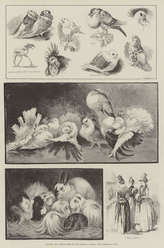 Poultry and Pigeon Show at the Crystal Palace by Louis Wain