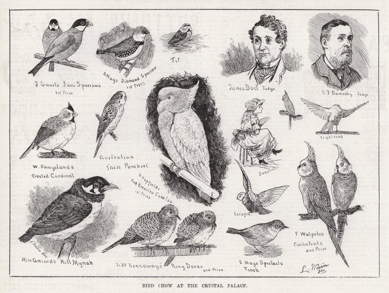 Bird Show at the Crystal Palace by Louis Wain