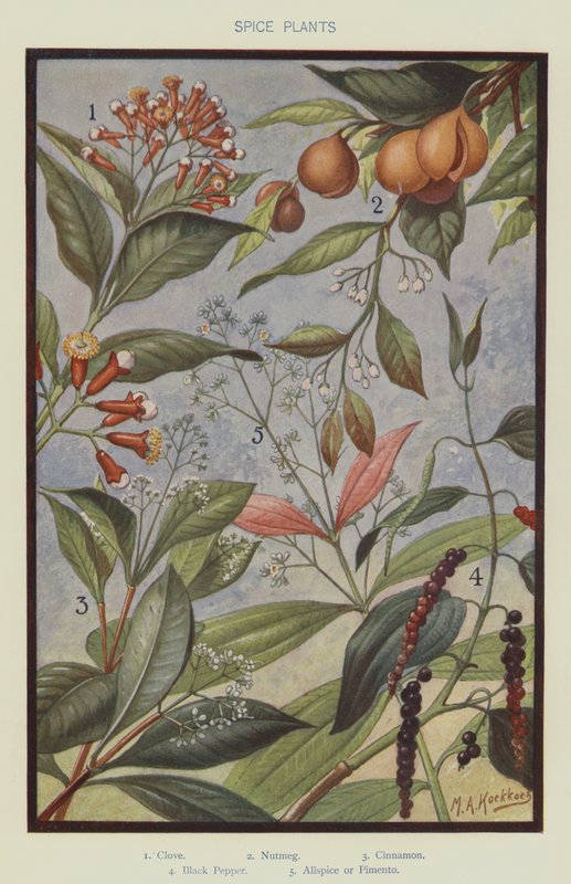 Spice plants by Marinus Adrianus Koekkoek