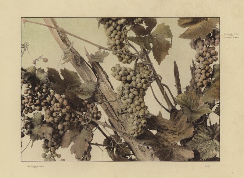 One of Martin Gerlach’s Festons und Decorative Gruppen by Martin senior Gerlach
