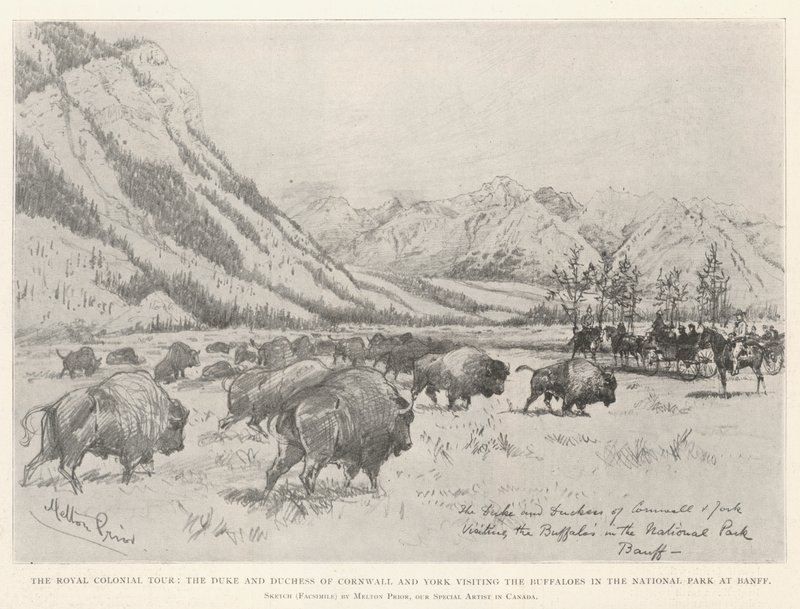 The Royal Colonial Tour, the Duke and Duchess of Cornwall and York Visiting the Buffaloes in the National Park at Banff by Melton Prior
