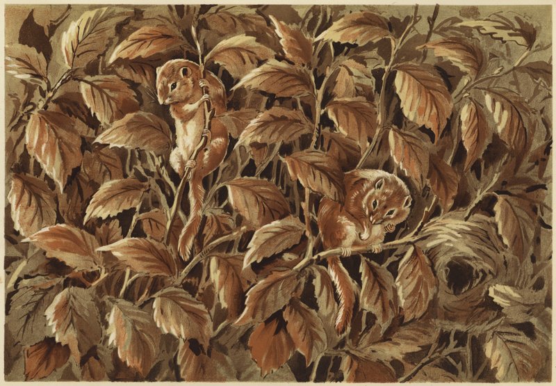 Dorothy, Dick and the Dormouse by N. Parker