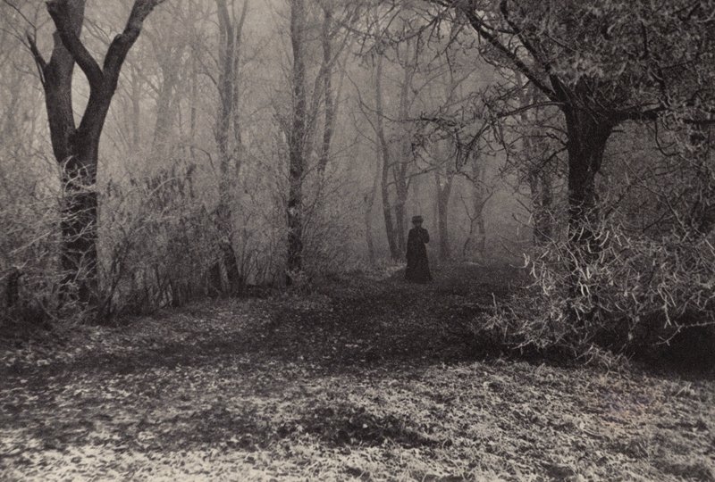 In the Forest of Vienna by Nichol Elliot