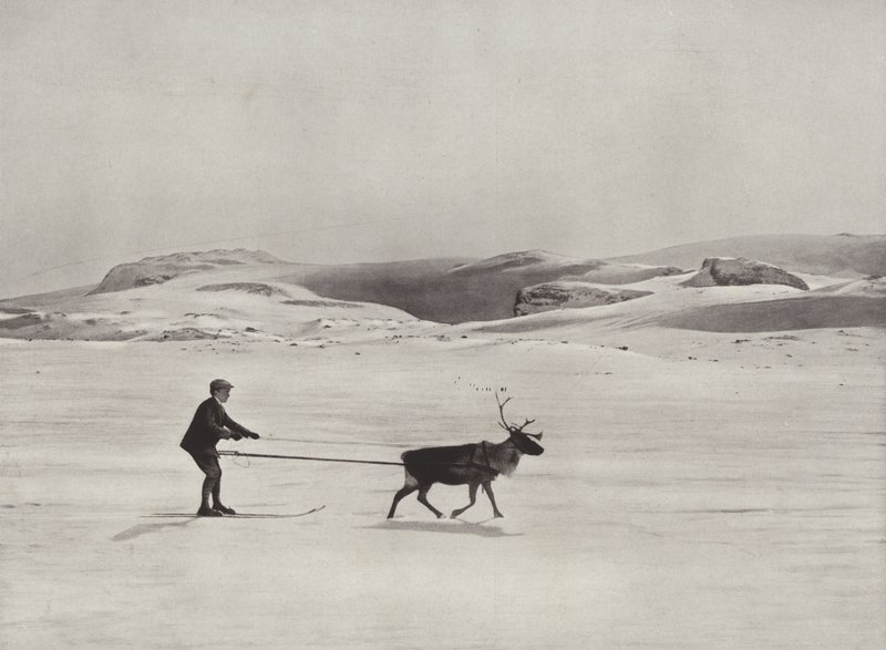 Ski-Driving with Reindeer on the Mountains by Norwegian Photographer