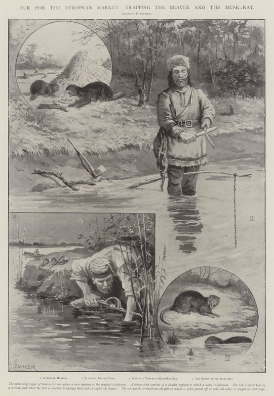 Fur for the European Market, trapping the Beaver and the Musk-Rat by Paul Frenzeny