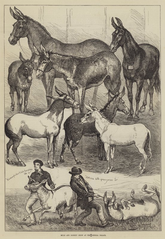 Mule and Donkey Show at the Crystal Palace by Percy Macquoid