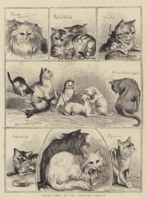 Prize Cats at the Crystal Palace by Percy Macquoid