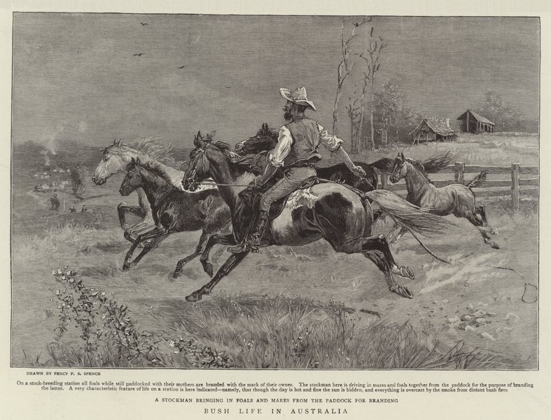 Bush Life in Australia by Percy F.S. Spence