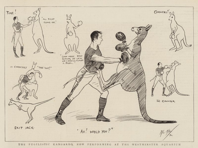 The Pugilistic Kangaroo, now performing at the Westminster Aquarium by Phil May