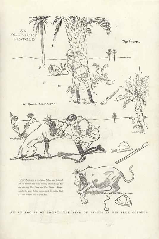 An Androcles of Today, the King of Beasts in His True Colours by Phil May