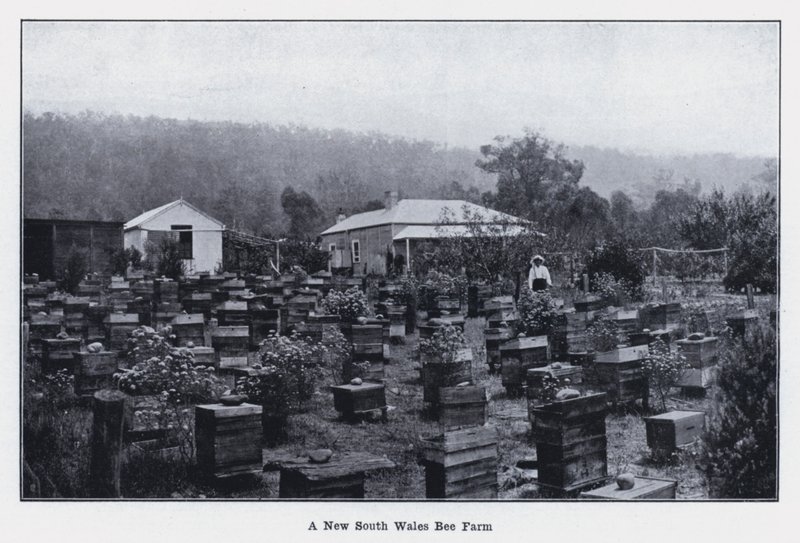 A New South Wales Bee Farm by Photographer Australian