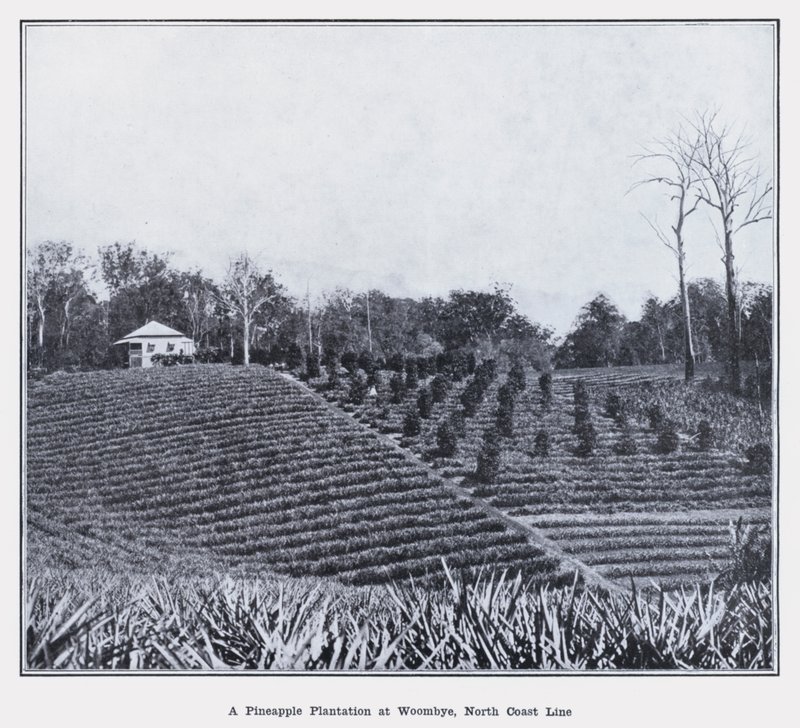 A Pineapple Plantation at Woombye, North Coast Line by Photographer Australian