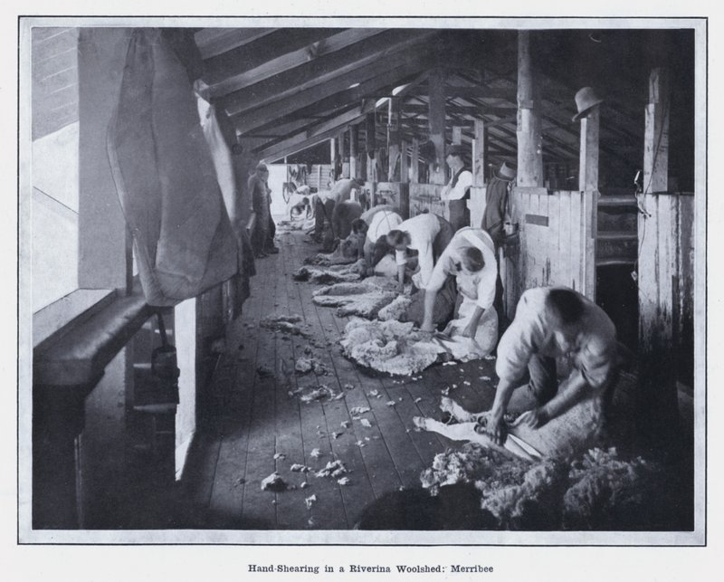 Hand-Shearing in a Riverina Woolshed, Merribee by Photographer Australian