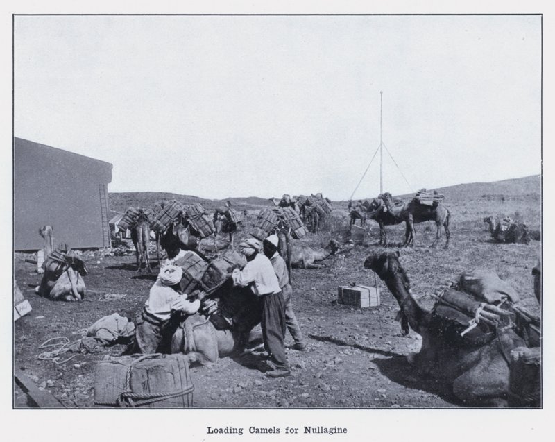 Loading Camels for Nullagine by Photographer Australian