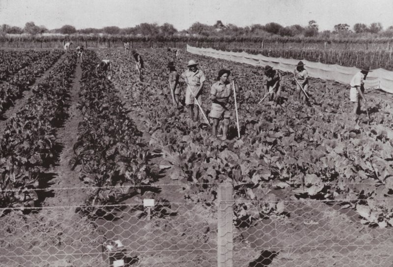 Vegetables grown near the Transcontinental Road in so-called Desert Country, irrigated with Bore Water by Photographer Australian