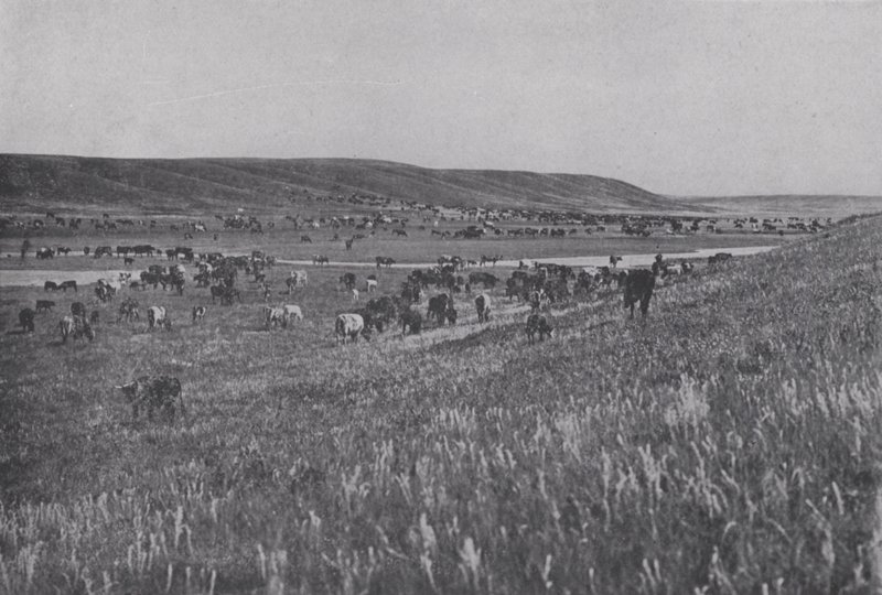 Range Cattle on the Rolling Uplands of Alberta by Photographer Canadian