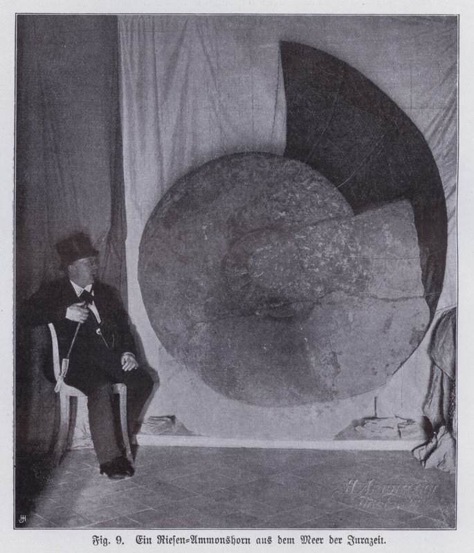 Fossil of a giant ammonite, marine creature of the Jurassic period by Photographer German