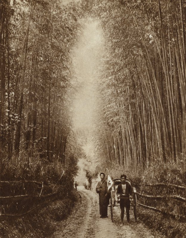 Bamboo grove, Japan by Photographer Japanese