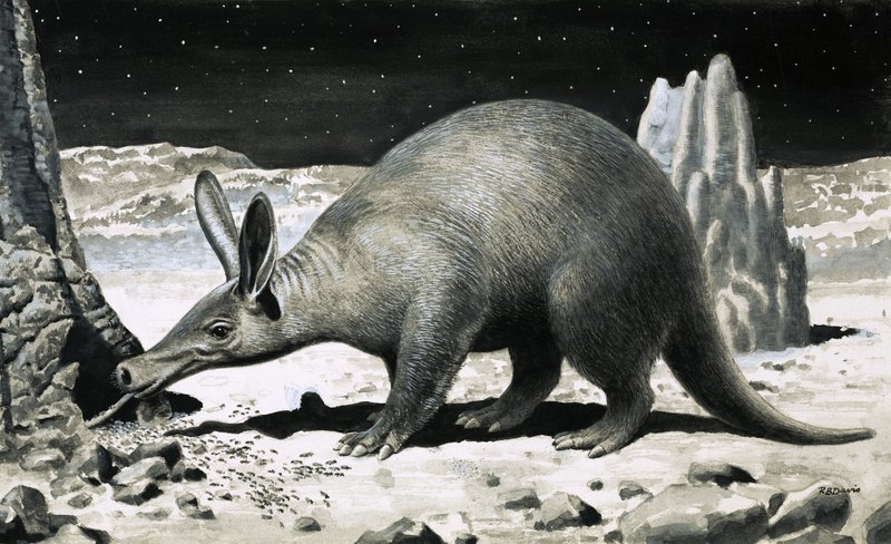 Aardvark by R.B. Davis