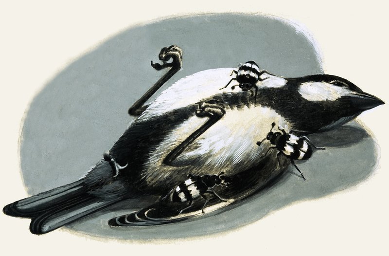 Dead Bird Being Eaten by Beetles by R.B. Davis