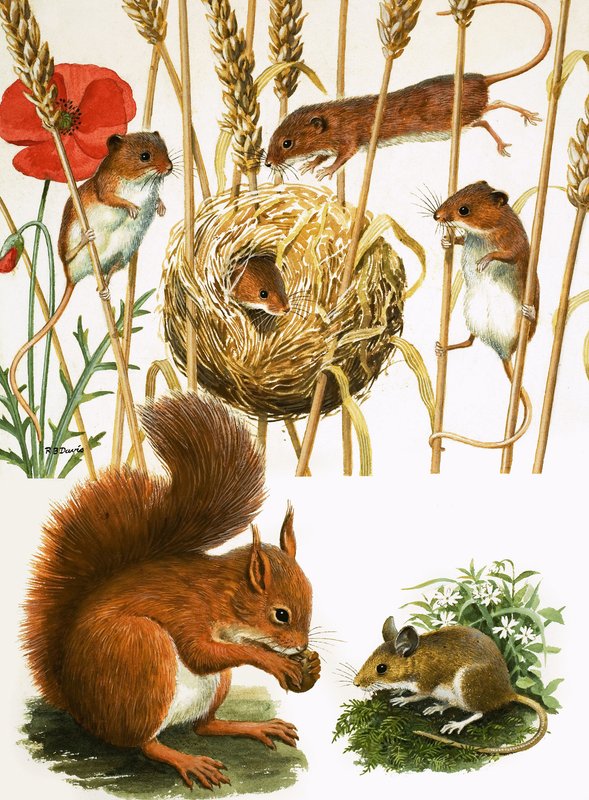 Field Mice and Nest, Squirrel and Long-tailed Mouse by R.B. Davis