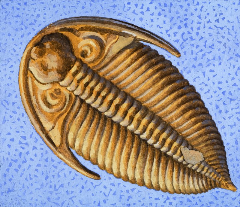 Fossil by R.B. Davis