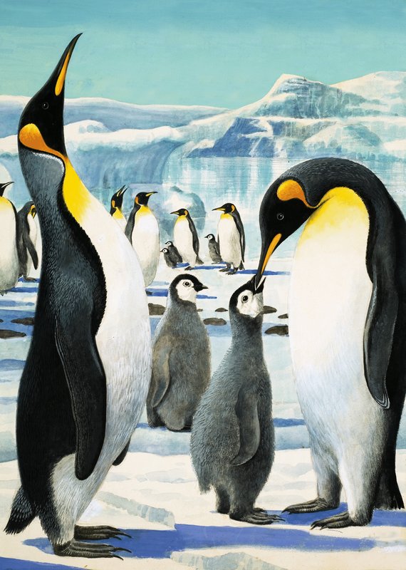 King Penguin by R.B. Davis