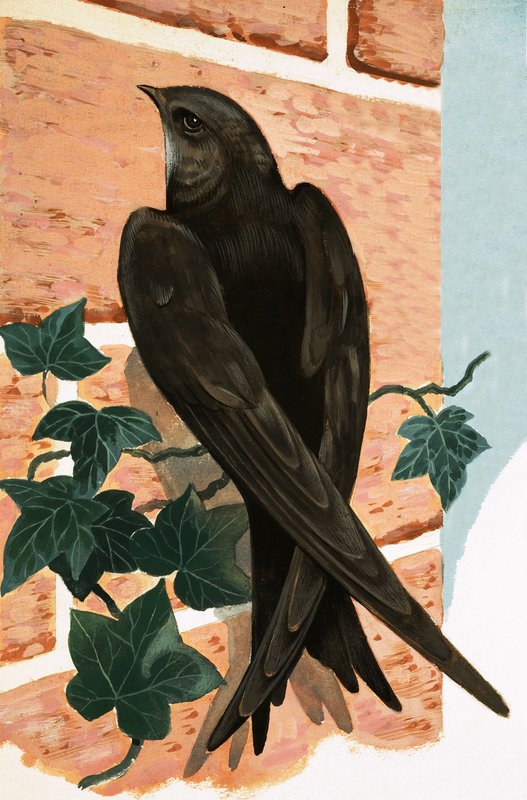 Swift by R.B. Davis
