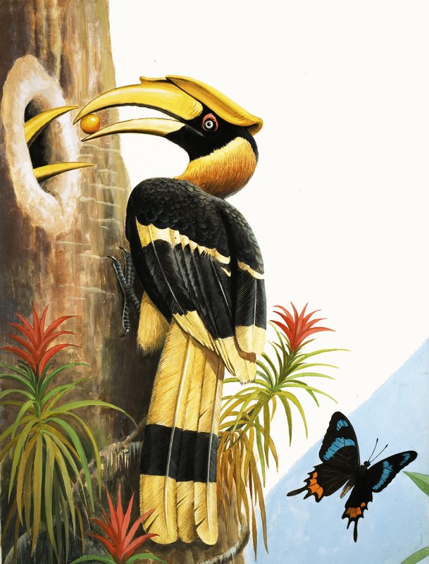 The Hornbill by R.B. Davis