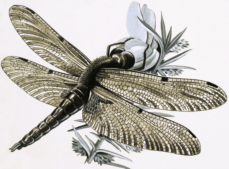 The Dragonfly by R.B. Davis