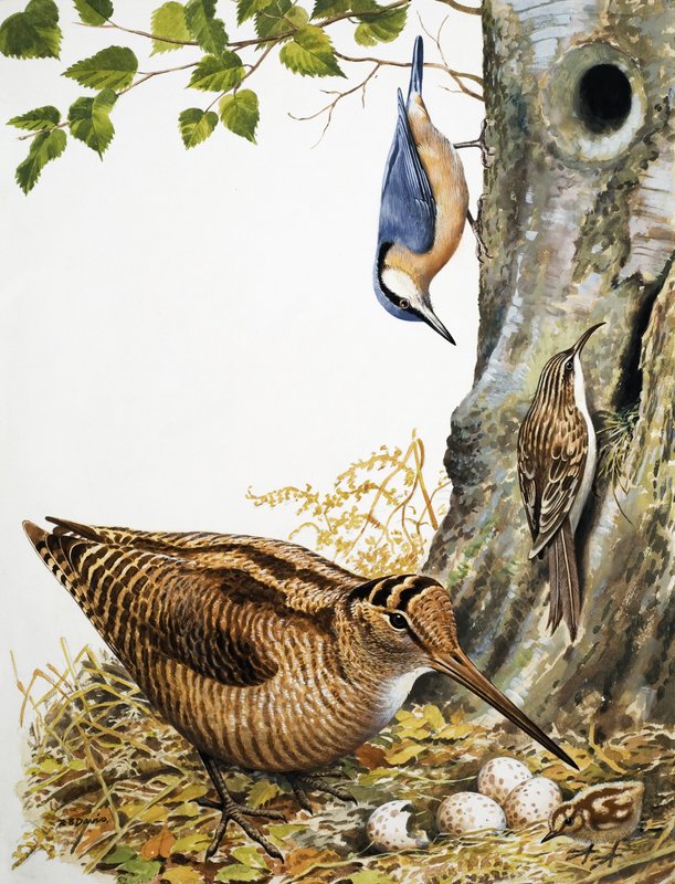Woodland Birds by R.B. Davis