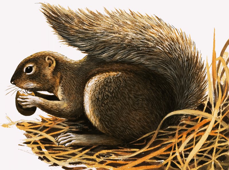 X for... Xerus Erythropus or African Squirrel by R.B. Davis