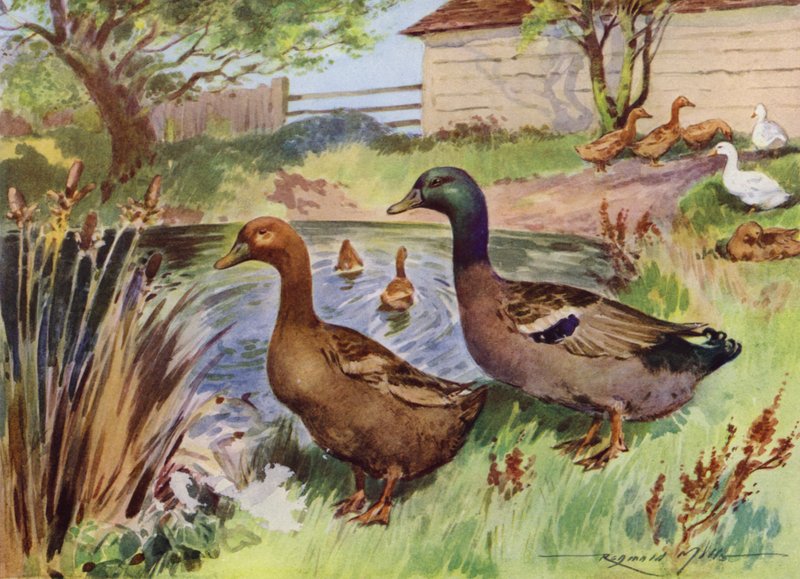 Illustration for My Farm by Reginald Mills