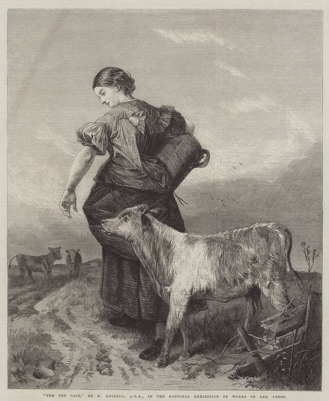 The Pet Calf by Richard Ansdell