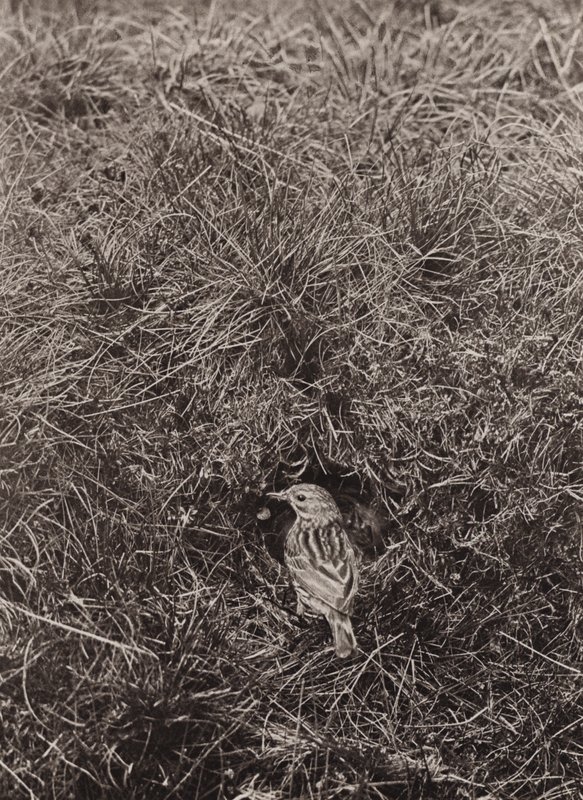 Meadow Pipit by Richard and Cherry Kearton