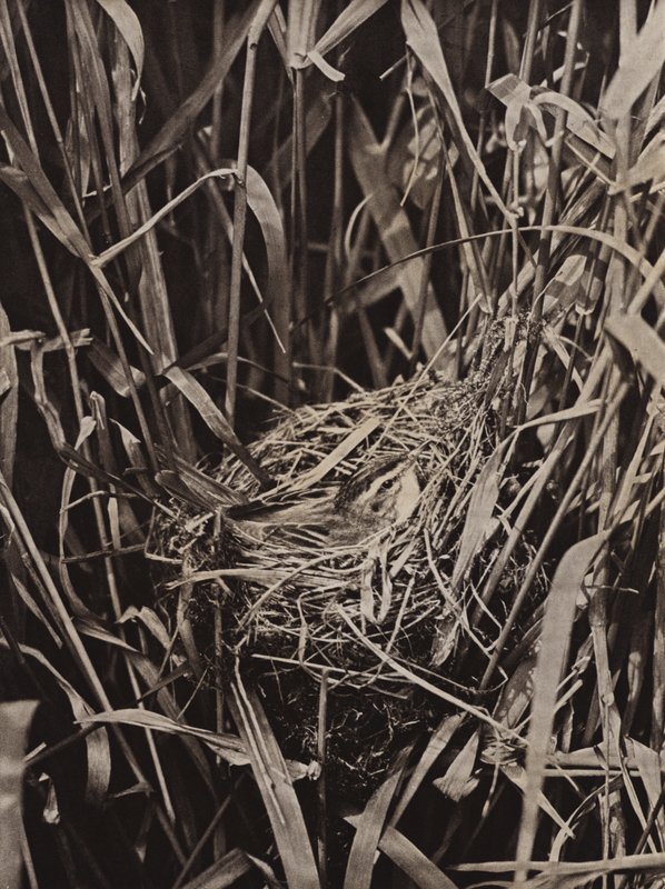 Sedge Warbler on nest by Richard and Cherry Kearton