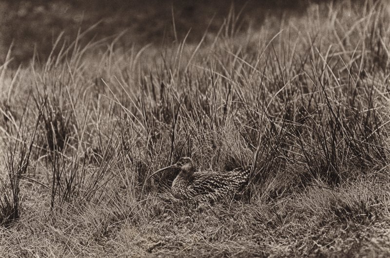 Curlew on nest by Richard and Cherry Kearton