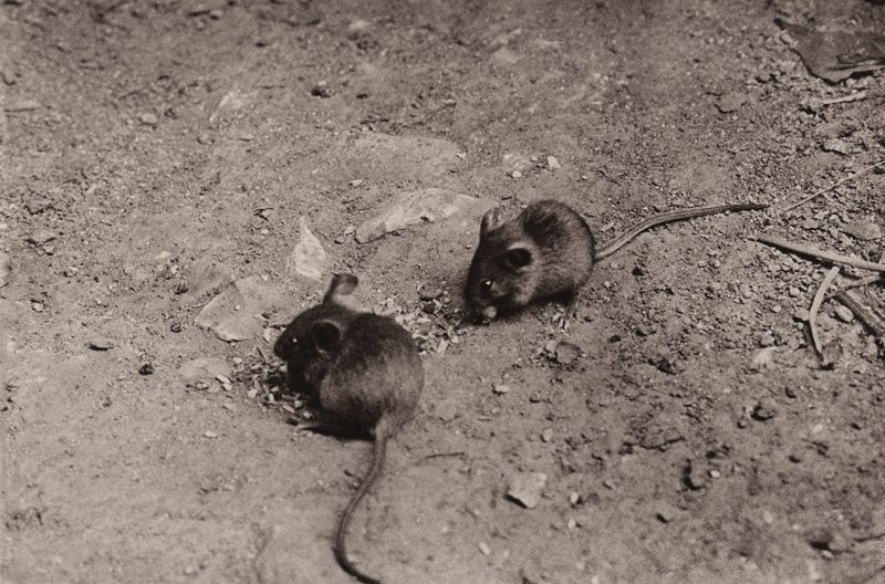 Mice at supper by Richard and Cherry Kearton
