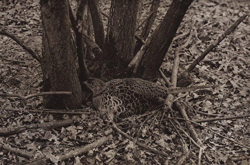 Pheasant on nest by Richard and Cherry Kearton