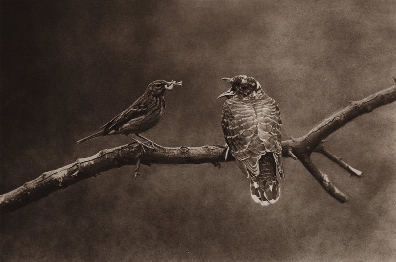 Tree pipit feeding a young cuckoo by Richard and Cherry Kearton