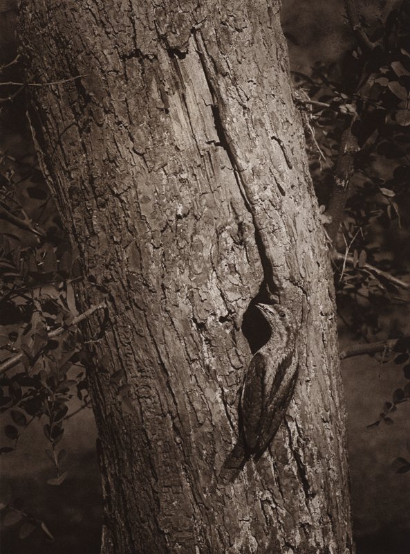 Wryneck at Nesting-hole by Richard and Cherry Kearton