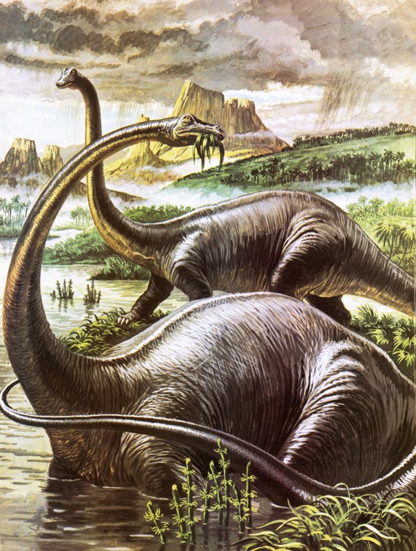 Diplodocus by Roger Payne
