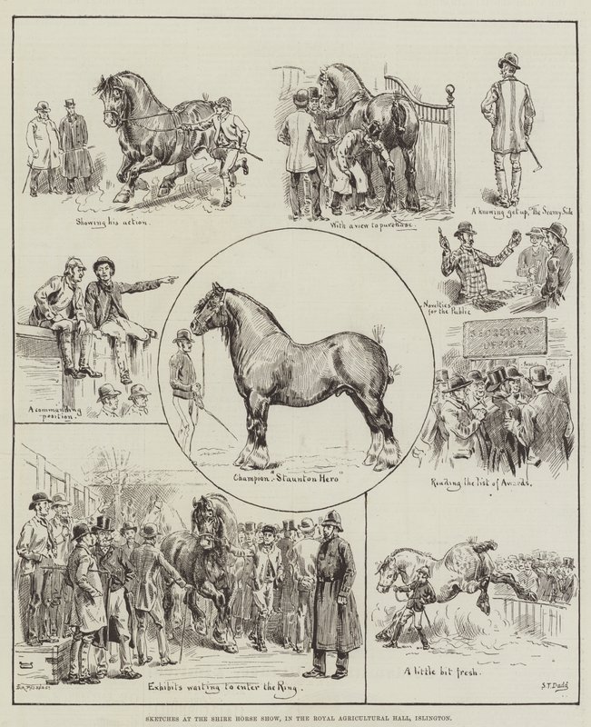 Sketches at the Shire Horse Show, in the Royal Agricultural Hall, Islington by S.T. Dadd