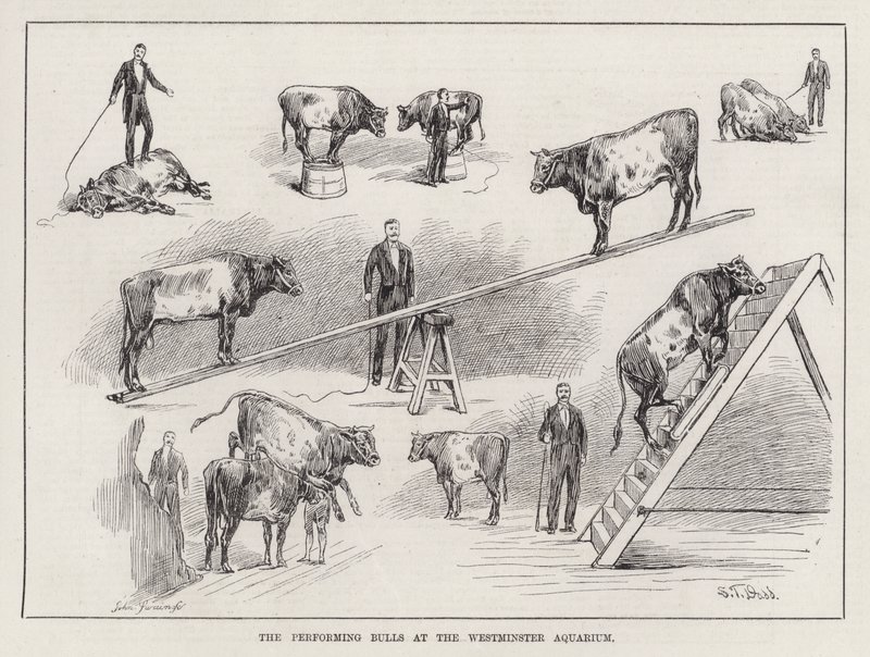 The Performing Bulls at the Westminster Aquarium by S. T. Dadd